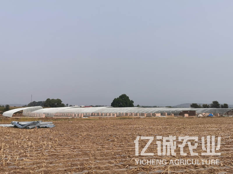 智能日光溫室大棚室內(nèi)可利用空間大，造價(jià)低，使用方便，通風(fēng)效果好