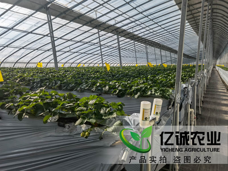 智能溫室大棚承建哪家好？如何種植和管理才能提高，大棚的經(jīng)濟(jì)效益呢？