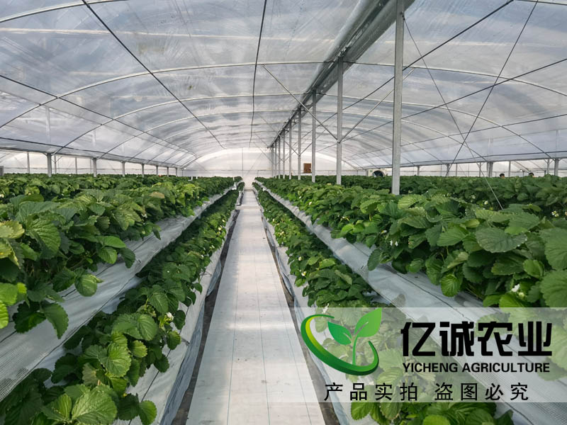 遮陽(yáng)系統(tǒng)在玻璃溫室草莓種植中有哪些優(yōu)勢(shì)？